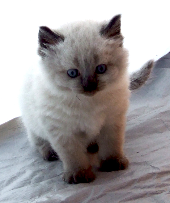 Kitten