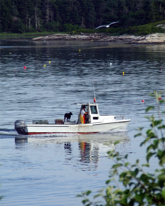 Lobster Fishing off Malaga Island%2C Maine - Andrea Brand Art Lobster Fishing off Malaga Island%2C Maine - Andrea Brand Art