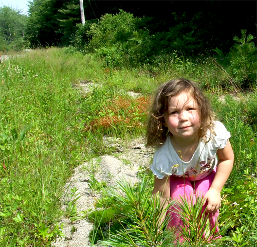 Picking Blueberries Sebasco, Maine Peninsula - AndreaBrand Picking Blueberries Sebasco%2C Maine Peninsula