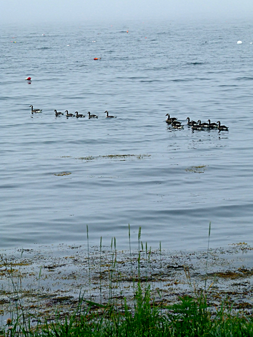 Canada-Geese