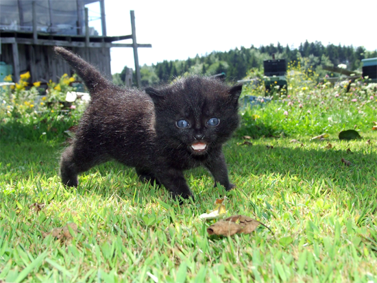 schnookums-the-kitten