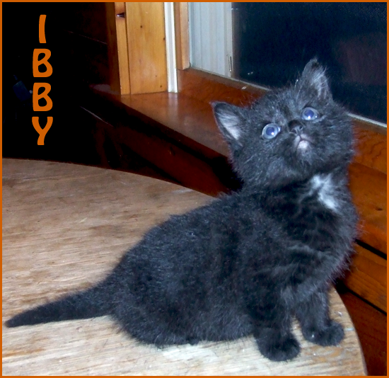 My Kitty%2C Ibby