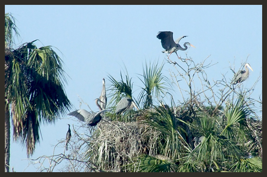 Birds in Tree - Andrea Brand Photo