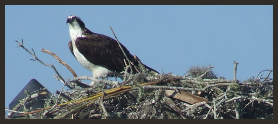 Osprey - Andrea Brand Photo
