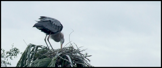 Great Blue Heron - Andrea Brand Photo