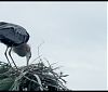 Great Blue Heron - Andrea Brand Photo