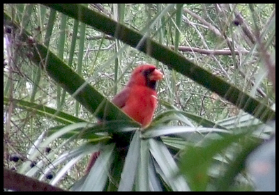 unidentified bird