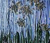 Not Titled - Queen Ann's Lace - Andrea Brand Art - August 2012 Not Titled - Queen Ann's Lace - Andrea Brand Art - August 2012