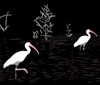 Ibis, Costa Rica