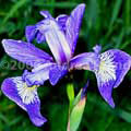 Wild Iris, Harbor Island, Sebasco, Maine - Andrea Brand Photo