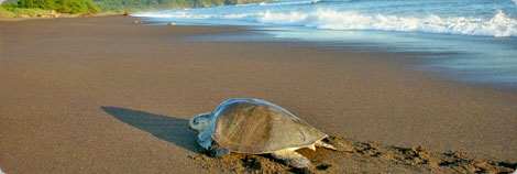 Olive Ridley Sea Turtle