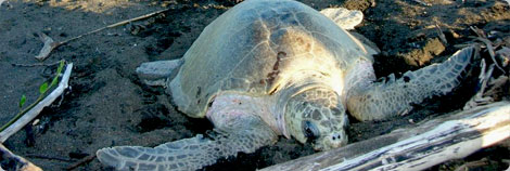 Hawksbill Sea Turtle