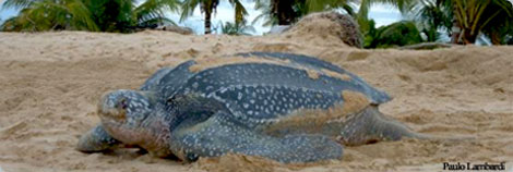 Leatherback Sea Turtle