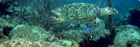 Sea Turtle