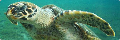 Hawksbill Sea Turtle