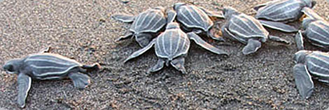 Baby Leatherback Sea Turtles